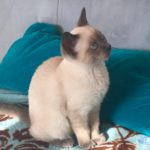Safira
